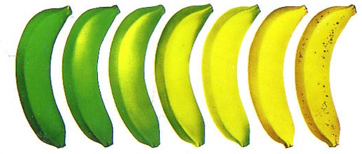 Стадии спелости банана Кавендиш