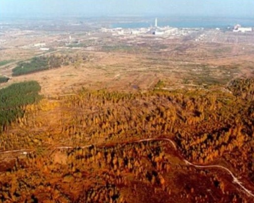 рыжий лес после аварии на ЧАЭС